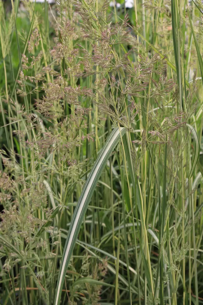 Calamagrostis x acutiflora 'Avalanche' - Koristeheinät - 103778 - 1