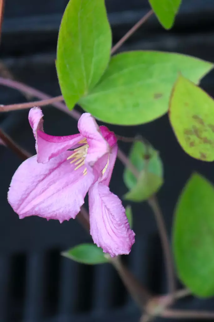 Clematis integrifolia 'Aljonushka' - Kärhöt - 102878 - 1
