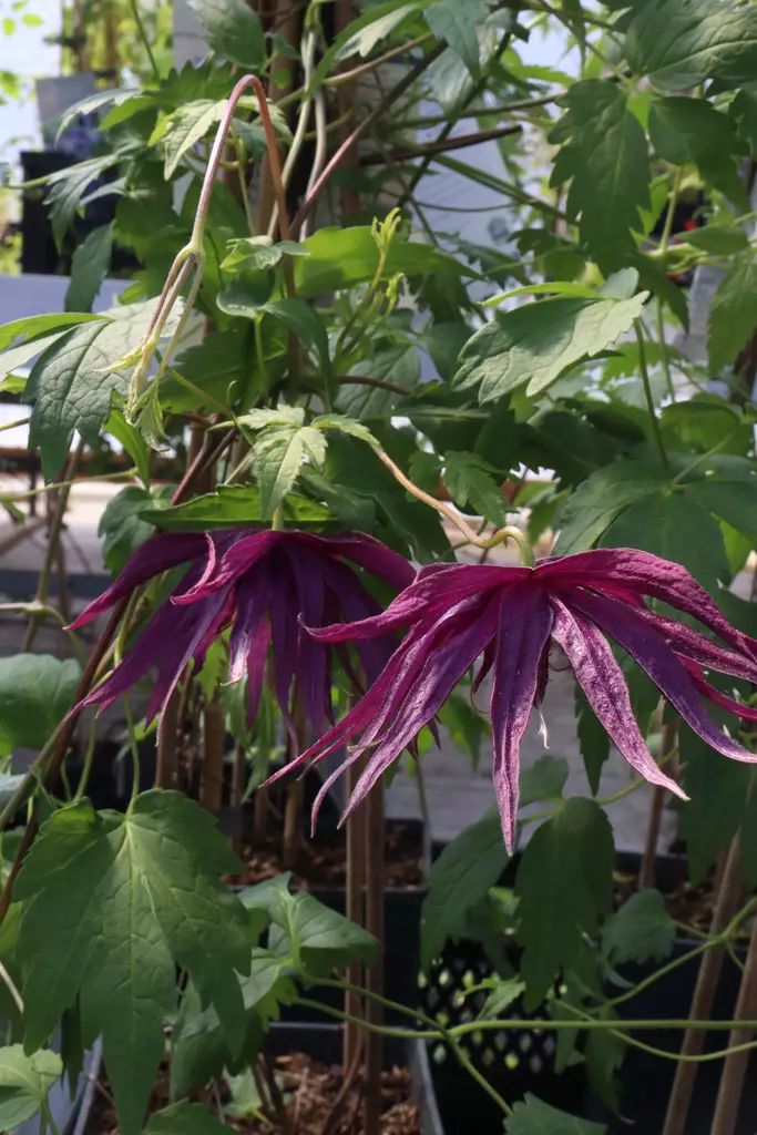 Clematis macropetala 'Octopus' - Kärhöt - 103678 - 1