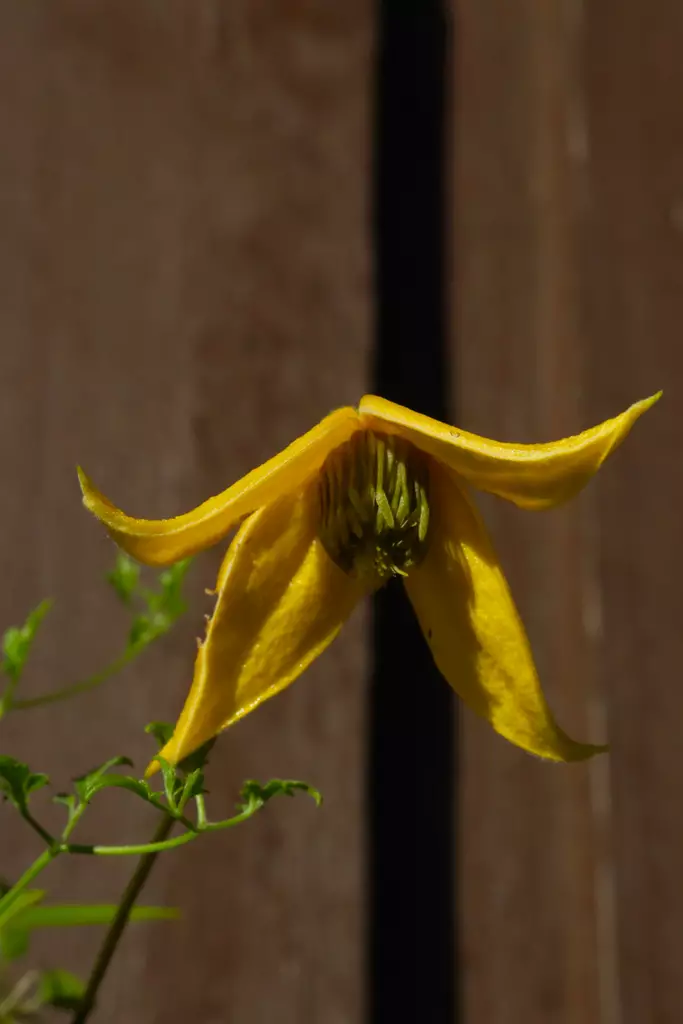 Clematis tangutica - Kärhöt - 100898 - 1