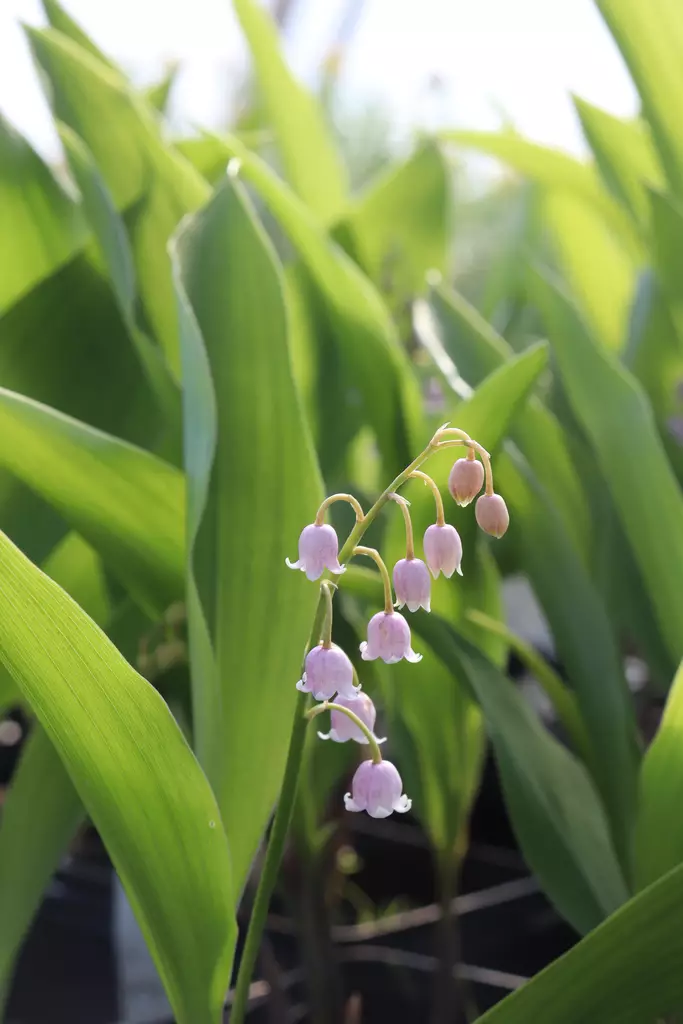 Convallaria majalis 'Rosea' - Muut perennat - 100968 - 1
