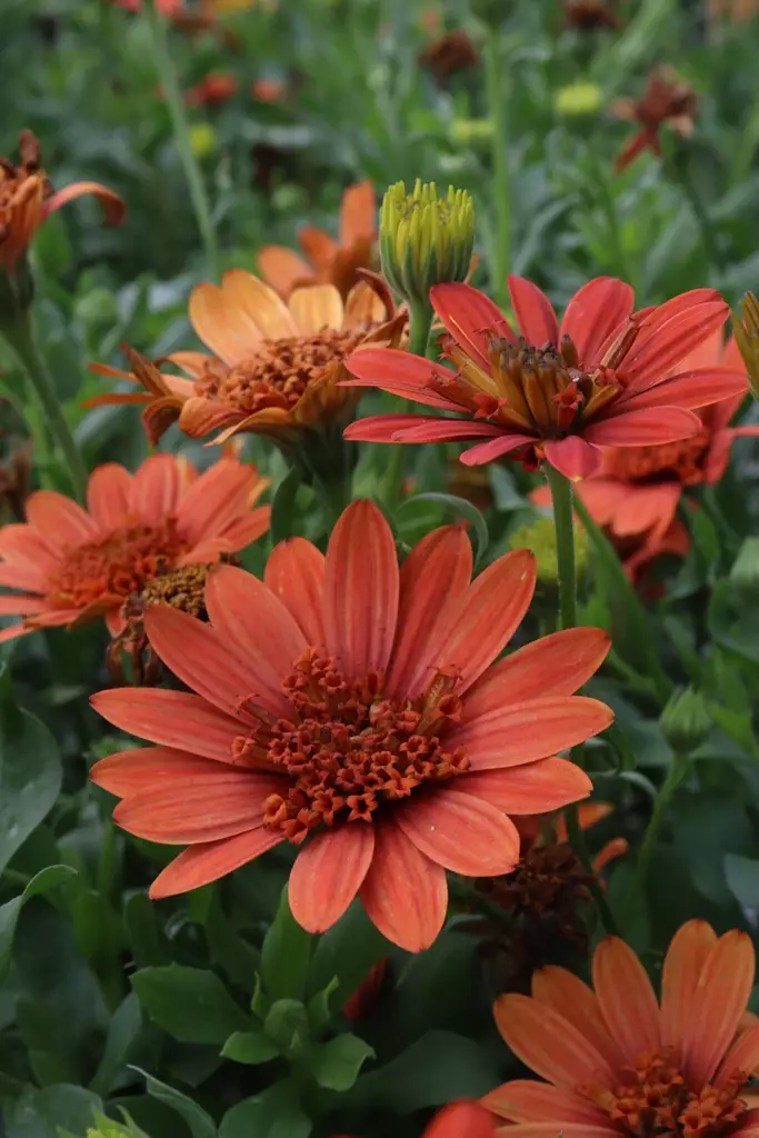 Dimorphoteca (Osteospermum) ecklonis - Muut kesäkukat - 101618 - 1
