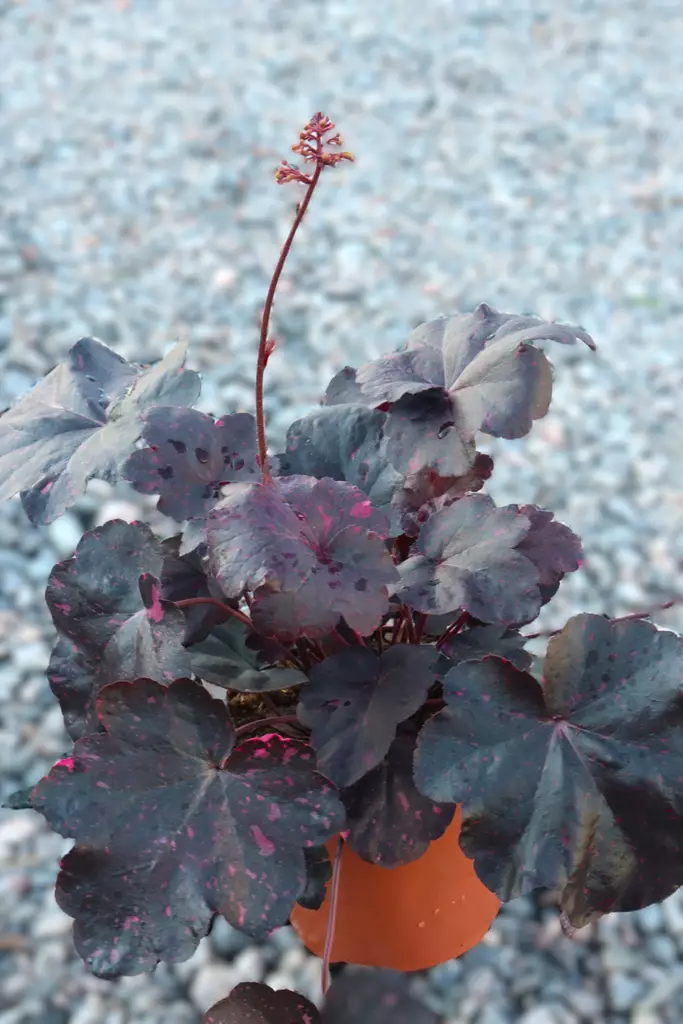 Heuchera 'Starry Night' - Keijunkukat - 104498 - 1