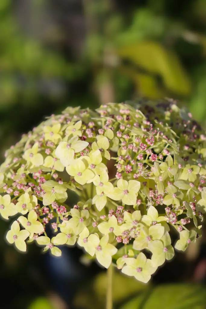 Hydrangea arborescens Sublime Annabelle® - Hortensiat - 104738 - 1