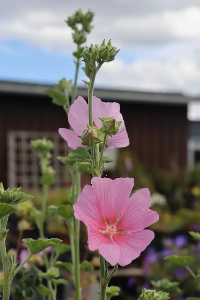 (Lavatera) Malva thuringiaca - Muut perennat - 101308 - 1