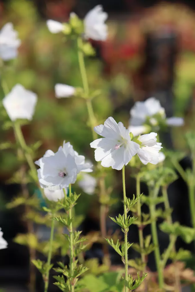 Malva moschata 'Alba' - Muut perennat - 101228 - 1
