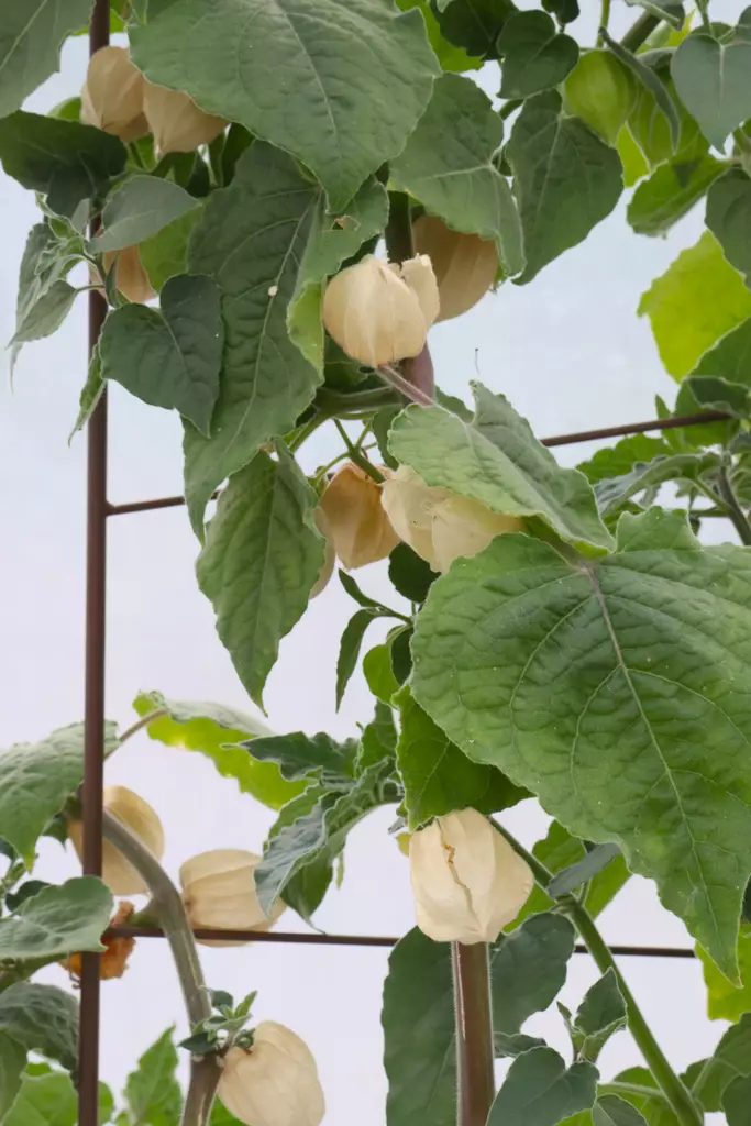 Physalis peruviana - oma - Muut vihannestaimet - 102558 - 1