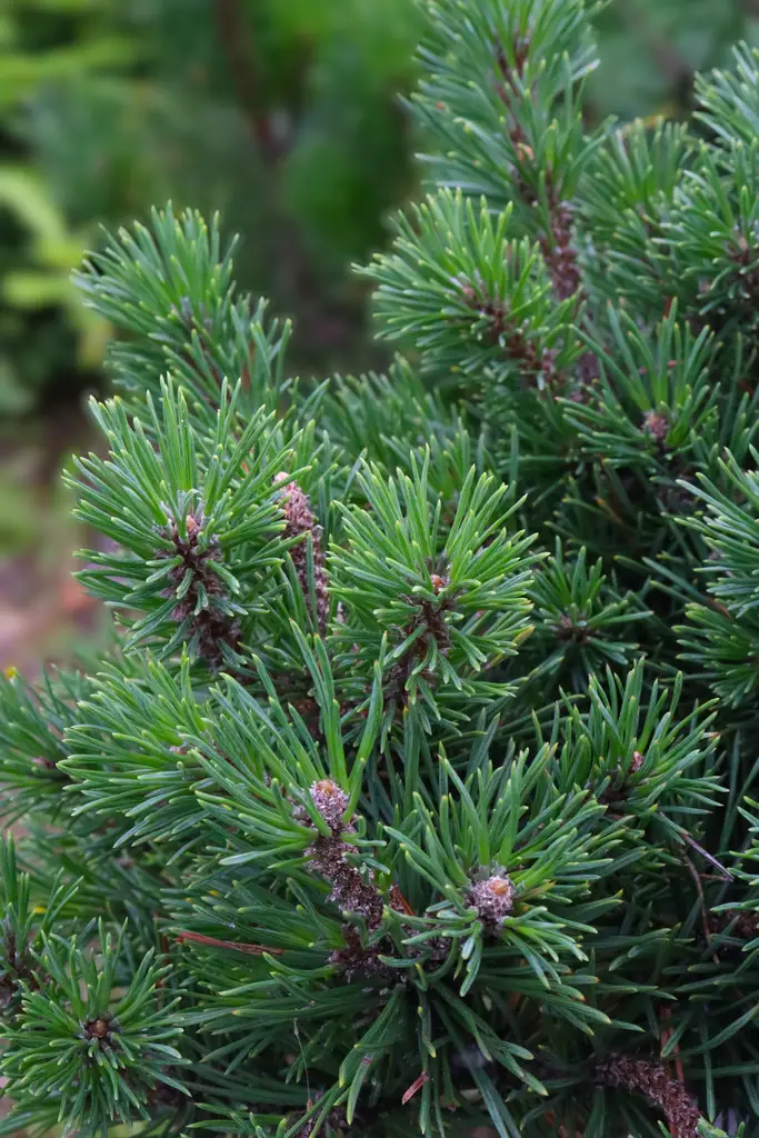 Pinus mugo 'Mops' - Männyt - 102988 - 1