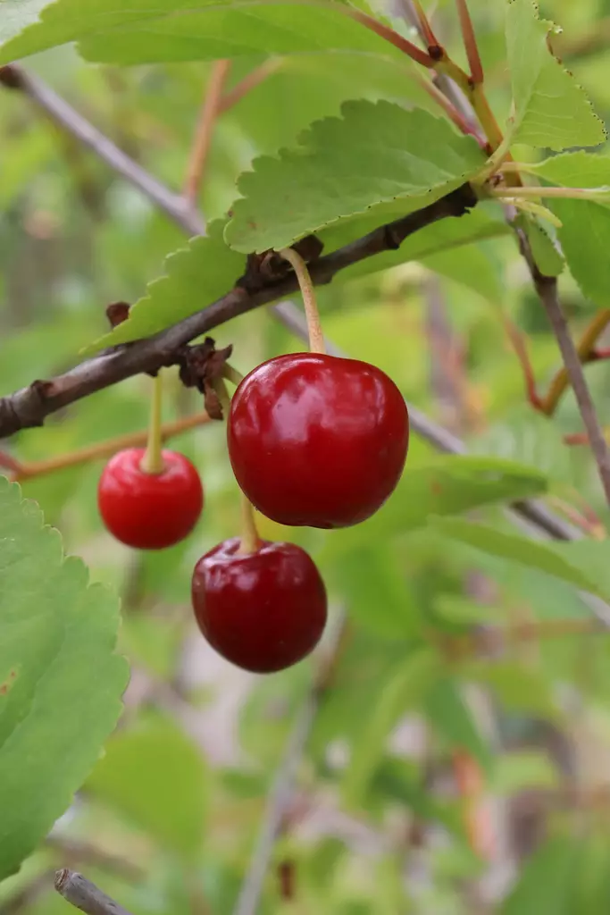 Prunus cerasus 'Varjomorelli' - Hapankirsikkapuut - 104658 - 1