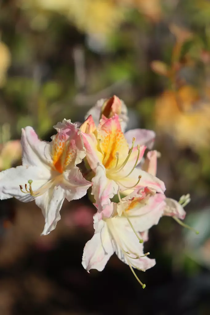 Rhododendron 'Tri-Lights' - Atsaleat - 100278 - 1
