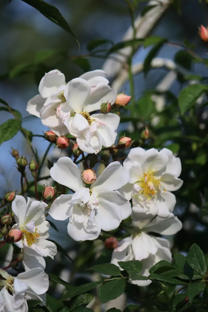 Rosa Helenae-Group 'Lykkefund' - Köynnösruusut - 100408 - 1