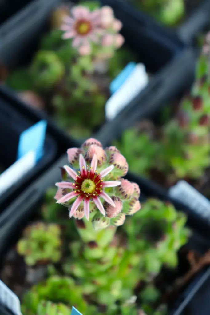 Sempervivum 'Black Top' - Kivikko- maanpeiteperennat - 102578 - 1