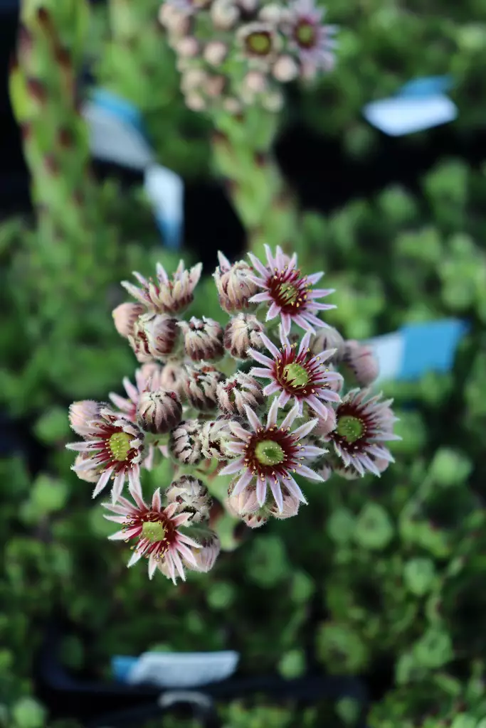 Sempervivum tectorum - Kivikko- maanpeiteperennat - 101108 - 1