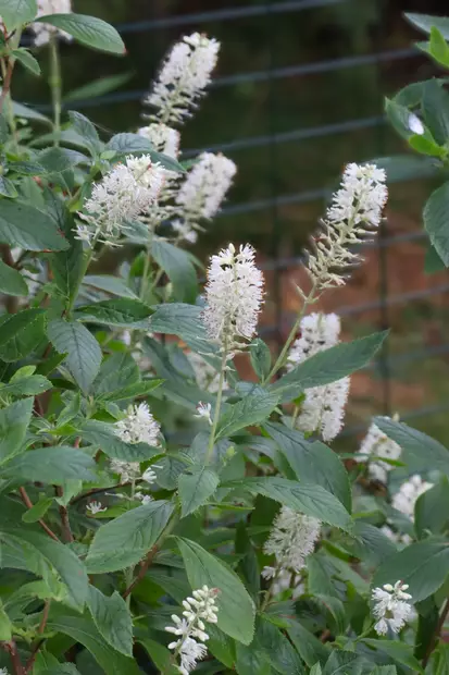 Clethra alnifolia 'Hummingbird' - Muut koristepensaat - 100029 - 1