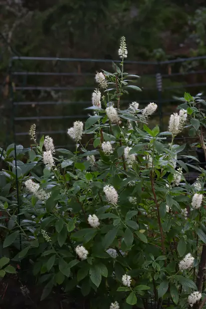 Clethra alnifolia 'Hummingbird' - Muut koristepensaat - 100029 - 2