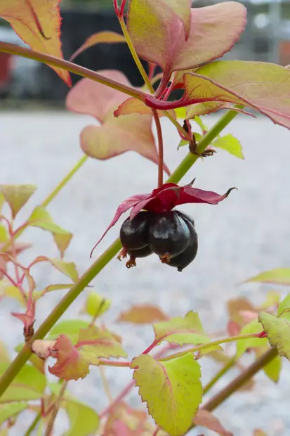 Leycesteria formosa 'Purple Rain' - Muut koristepensaat - 104709 - 2