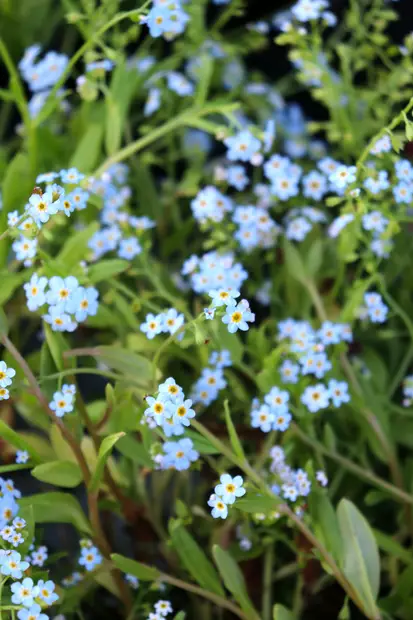 Myosotis scorpioides - Muut perennat - 101229 - 1