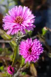 Aster novi-belgii 'Patricia Ballard' - Muut perennat - 104469 - 1