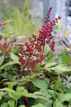 Astilbe arendsii 'Fanal' - Jaloangervot - 101149 - 1