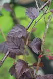 Betula pubescens f. rubra - Muut puut - 102969 - 1