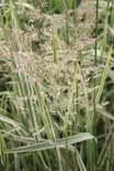 Calamagrostis x acutiflora 'Overdam' - Koristeheinät - 100939 - 1