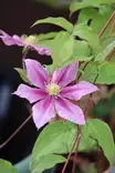 Clematis Patens-group 'Rosamunde' - Kärhöt - 100929 - 1