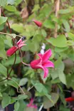 Clematis Texensis-group 'Princess Diana' - Kärhöt - 103679 - 2
