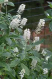 Clethra alnifolia 'Hummingbird' - Muut koristepensaat - 100029 - 1