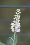 Clethra alnifolia 'Hummingbird' - Muut koristepensaat - 100029 - 3
