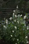 Clethra alnifolia 'Hummingbird' - Muut koristepensaat - 100029 - 2