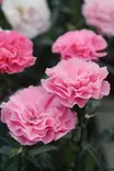 Dianthus caryophyllus - Muut kesäkukat - 101589 - 2