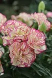 Dianthus caryophyllus - Muut kesäkukat - 101589 - 1