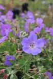 Geranium ROZANNE® 'Gerwat' - Kurjenpolvet - 103359 - 1