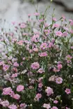 Gypsophila muralis - Muut kesäkukat - 101599 - 1