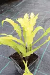 Hosta 'Curly Fries' - Kuunliljat - 104919 - 1
