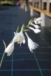 Hosta sieboldiana 'Elegans' - Kuunliljat - 101509 - 1
