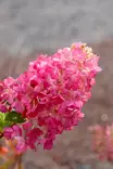 Hydrangea paniculata 'Rensun' - Hortensiat - 100089 - 1