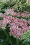 Hylotelephium x mottr. 'Herbstfreude' - Maksaruohot - 105089 - 1