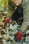 Käsine Cozy viininpunainen 8 - Muut tarvikkeet - 103789 - 3