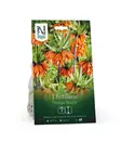 Keisarinpikarililja 'Orange Beauty' - Kukansipulit ja -mukulat - 105049 - 1
