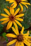 Ligularia dentata 'Desdemona' - Muut perennat - 100999 - 1