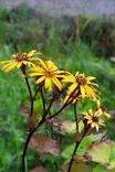 Ligularia dentata 'Desdemona' - Muut perennat - 100999 - 2