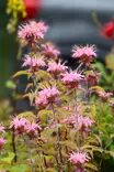 Monarda didyma 'Croftway Pink' - Muut perennat - 104949 - 1