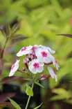 Phlox paniculata 'Mies Copijn' - Leimut - 101019 - 1