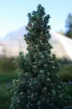Picea glauca 'Sander's Blue' - Kuuset - 104239 - 2