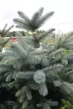 Picea pungens 'Baby Blue' - Kuuset - 100509 - 1