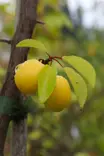 Prunus domestica subsp insititia 'Voitto - Kirsikkaluumu-/Kriikunapuut - 100829 - 1