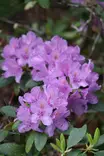 Rhododendron 'Grandiflora' - Alppiruusut - 104609 - 1