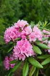 Rhododendron 'Haaga' - Alppiruusut - 100229 - 1