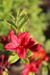 Rhododendron viscosum 'Karminduft' - Atsaleat - 100269 - 1